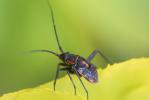 Miride variable, Punaise décorée Calocoris nemoralis (Fabricius, 1787)