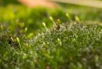  Grimmia decipiens (Schultz) Lindb., 1861