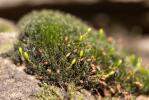  Grimmia decipiens (Schultz) Lindb., 1861