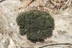  Grimmia decipiens (Schultz) Lindb., 1861