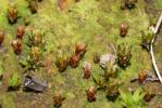  Pogonatum aloides (Hedw.) P.Beauv., 1805