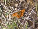 Grand collier argenté (Le), Nacré sagitté (Le) Boloria euphrosyne (Linnaeus, 1758)