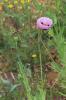 Pavot somnifère, Pavot officinal Papaver somniferum L., 1753