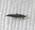  Haplothrips Amyot & Audinet-Serville, 1843