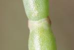 Salicorne en buisson Sarcocornia fruticosa (L.) A.J.Scott, 1978