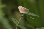 Fadet commun (Le), Procris (Le), Petit Papillon de Coenonympha pamphilus (Linnaeus, 1758)