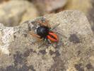 Saltique sanguinolent Philaeus chrysops (Poda, 1761)