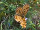 Grand collier argenté (Le), Nacré sagitté (Le) Boloria euphrosyne (Linnaeus, 1758)