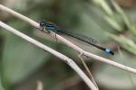 Agrion élégant Ischnura elegans (Vander Linden, 1820)