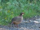 Perdrix rouge Alectoris rufa (Linnaeus, 1758)