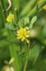 Trèfle douteux, Petit Trèfle jaune Trifolium dubium Sibth., 1794