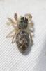  Macaroeris nidicolens (Walckenaer, 1802)