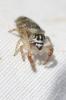  Macaroeris nidicolens (Walckenaer, 1802)