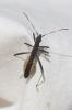  Micrelytra fossularum (Rossi, 1790)