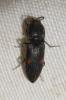  Cardiophorus biguttatus (Olivier, 1790)