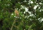 Faucon crécerelle Falco tinnunculus Linnaeus, 1758