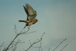 Faucon crécerelle Falco tinnunculus Linnaeus, 1758
