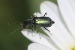  Cordylepherus viridis (Fabricius, 1787)