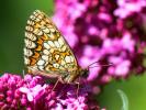 Mélitée du Mélampyre (La), Damier Athalie (Le) Melitaea athalia (Rottemburg, 1775)