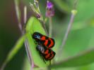 Cercope, Crachat de coucou Cercopis vulnerata Rossi, 1807