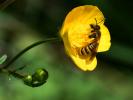  Halictus scabiosae (Rossi, 1790)