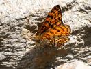 Mélitée des Linaires (La) Melitaea deione (Geyer, 1832)