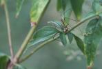 Opilions, Faucheux, Faucheurs Opiliones Sundevall, 1833