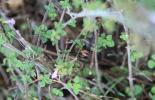 Opilions, Faucheux, Faucheurs Opiliones Sundevall, 1833