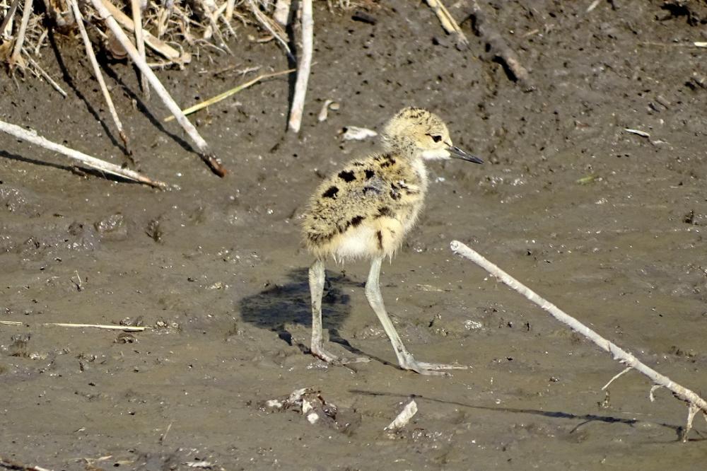 Echasse blanche Himantopus himantopus (Linnaeus, 1758)