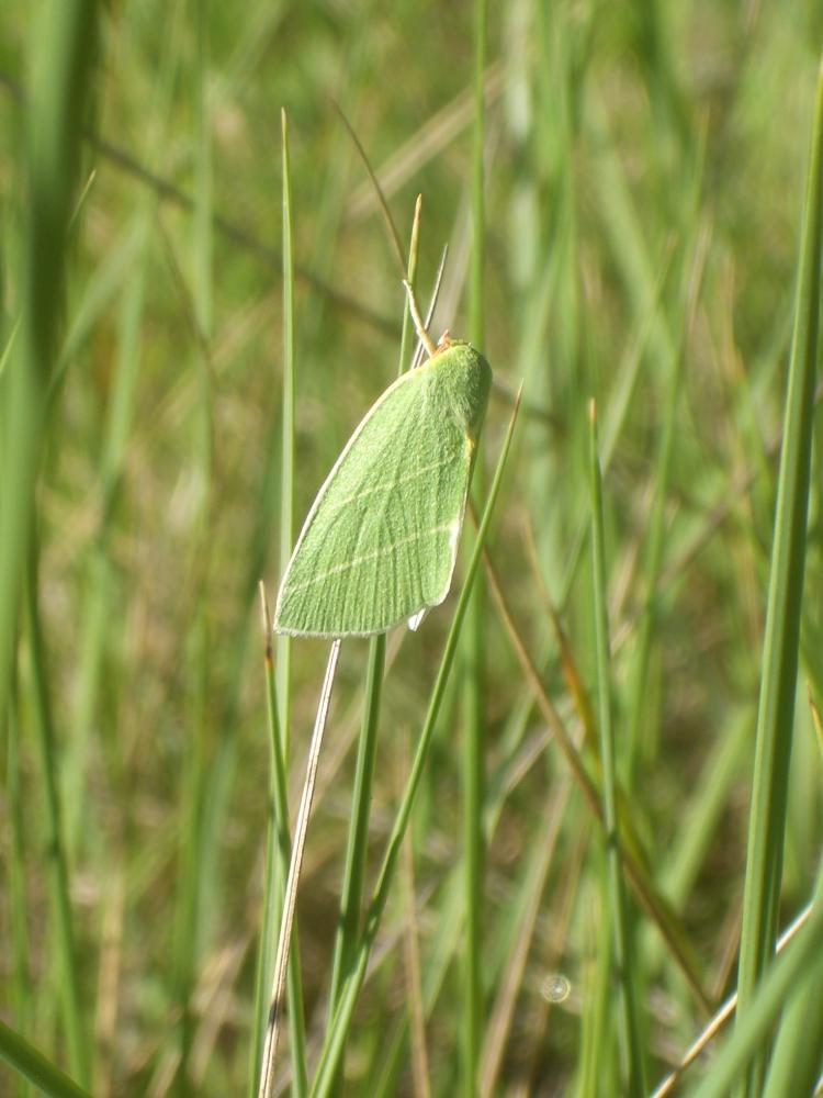 Halias du Chêne (La) Bena bicolorana (Fuessly, 1775)