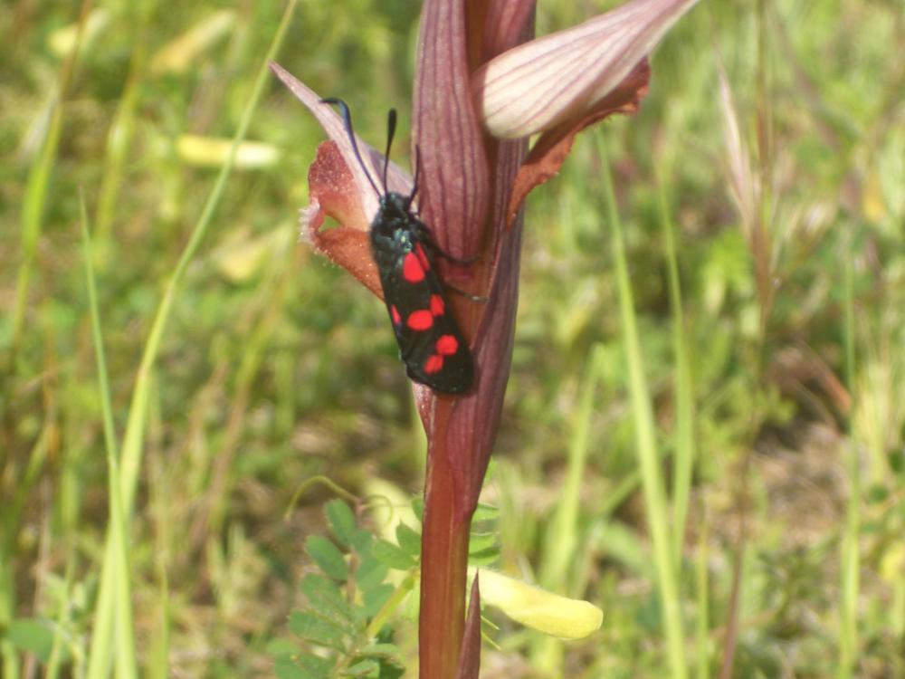 Zygène du Pied-de-Poule (La), Zygène des Lotiers ( Zygaena filipendulae (Linnaeus, 1758)