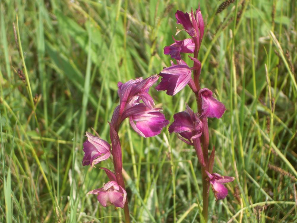 Anacamptis laxiflora x Serapias vomeracea