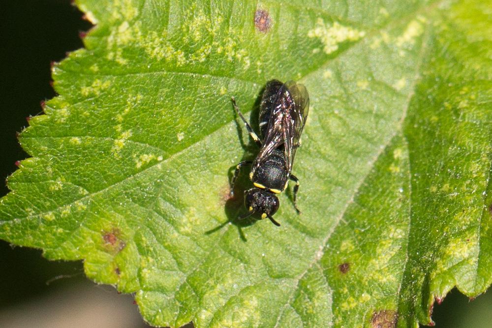 Hylaeus pictipes Nylander, 1852