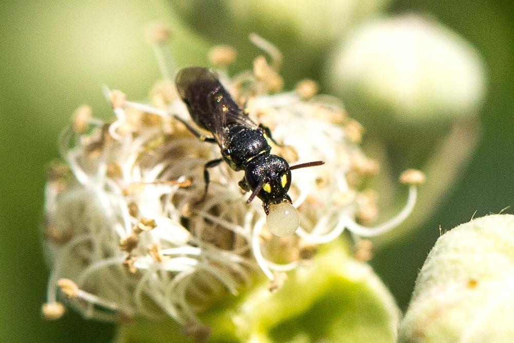  Hylaeus pictipes Nylander, 1852