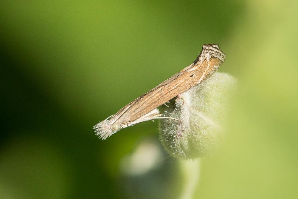 Isophrictis Meyrick, 1917
