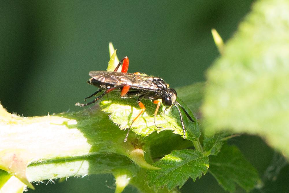  Macrophya diversipes (Schrank, 1782)