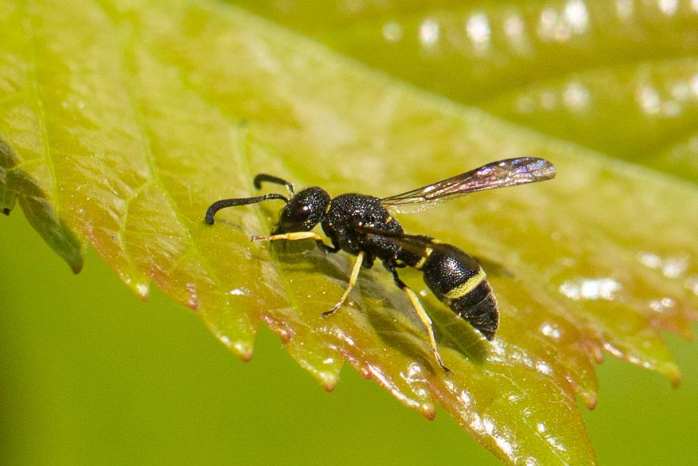Stenodynerus de Saussure, 1863