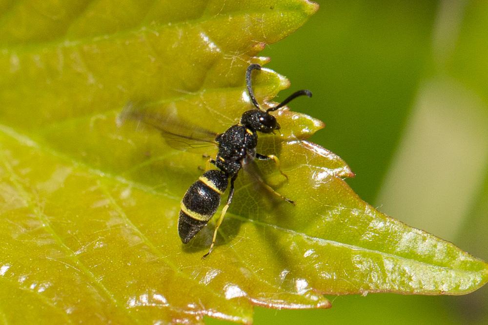  Stenodynerus de Saussure, 1863