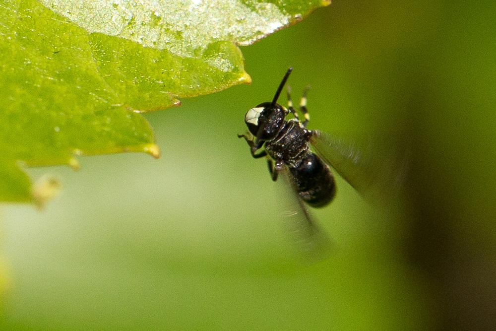 Hylaeus confusus Nylander, 1852