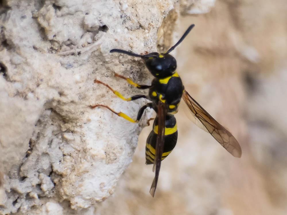 Ancistrocerus parietum (Linnaeus, 1758)