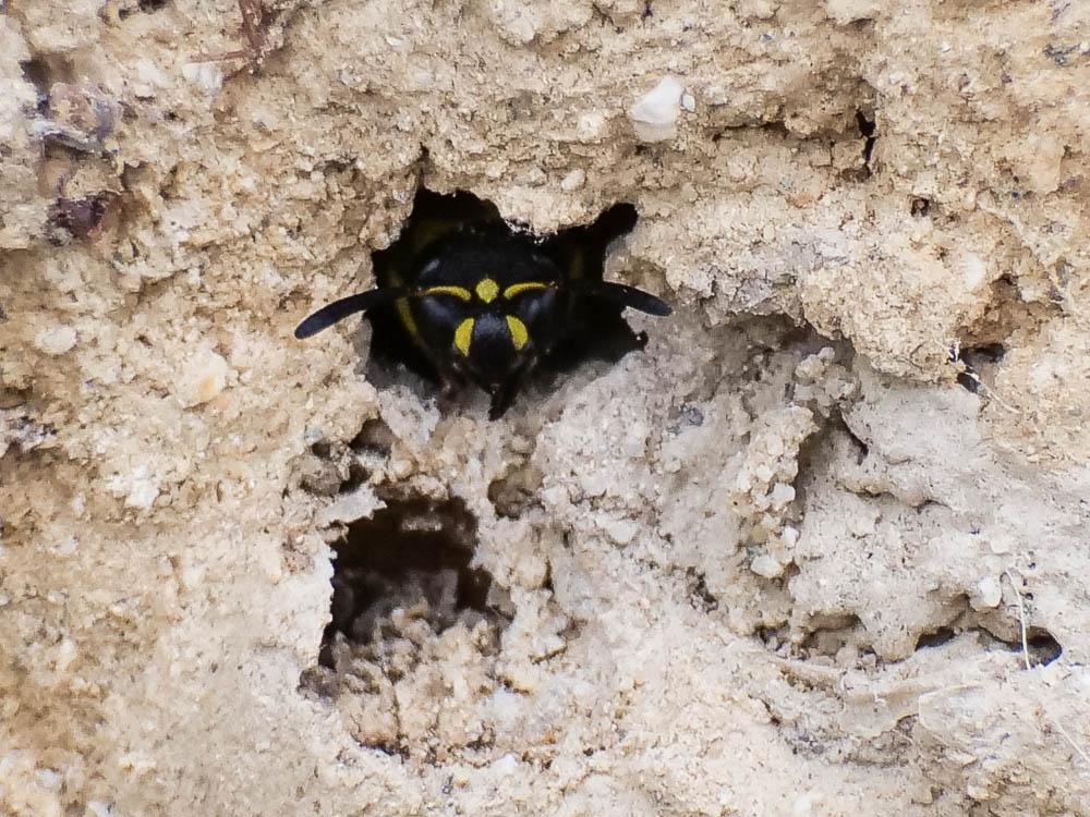 Ancistrocerus parietum (Linnaeus, 1758)