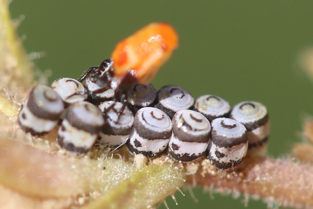  Eurydema Laporte, 1833