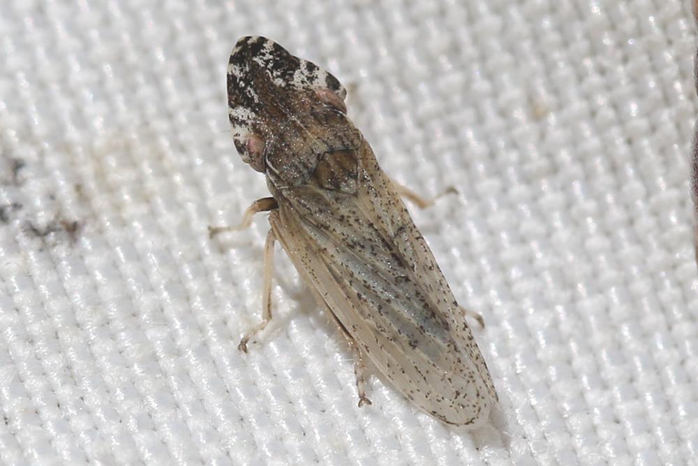  Eupelix cuspidata (Fabricius, 1775)