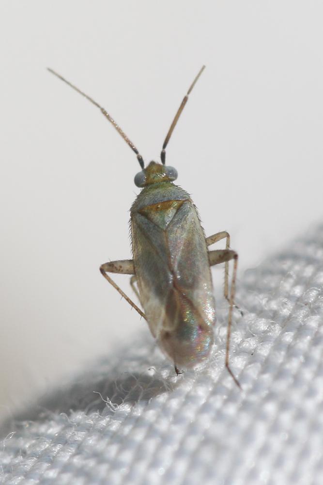  Placochilus seladonicus (Fallén, 1807)