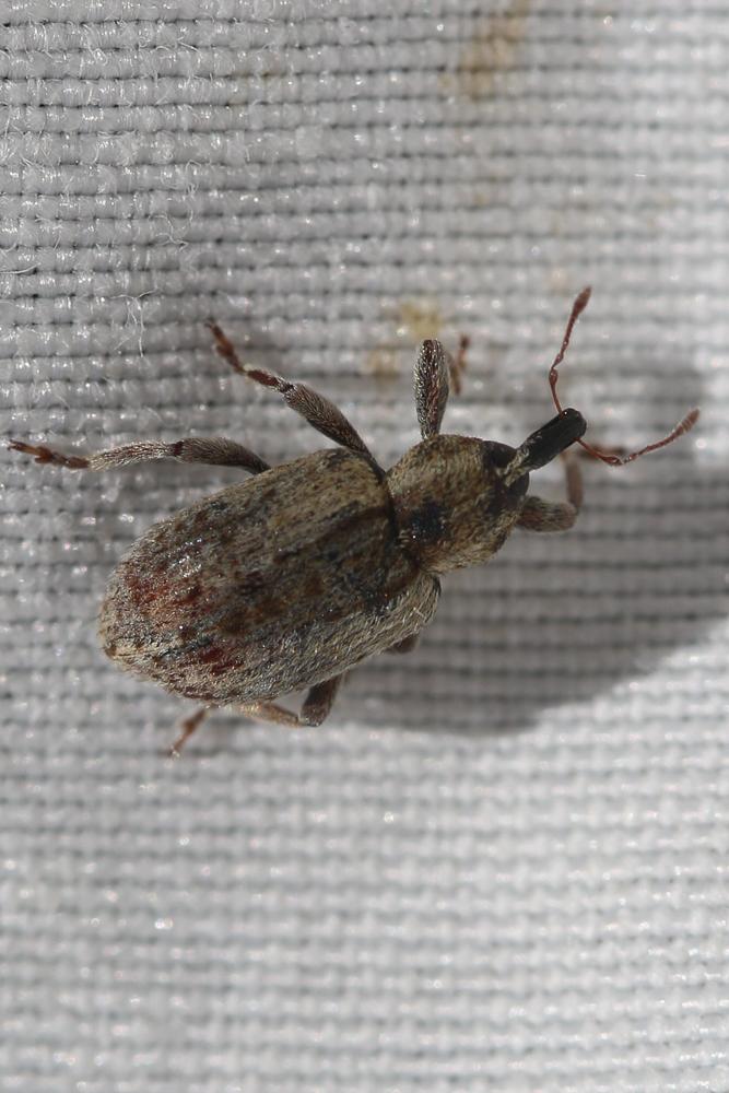 Hypera postica (Gyllenhal, 1813)