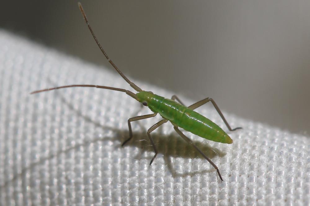 Punaise verte à antennes droites Megaloceroea recticornis (Geoffroy, 1785)