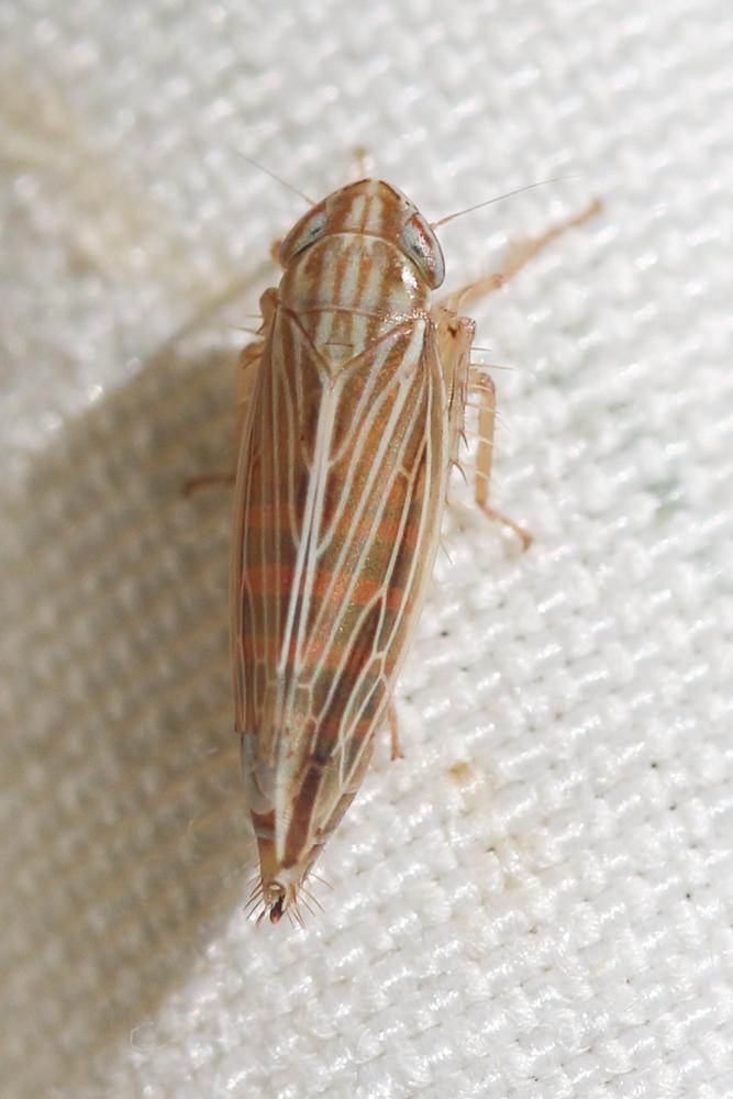  Mocydia crocea (Herrich-Schäffer, 1837)