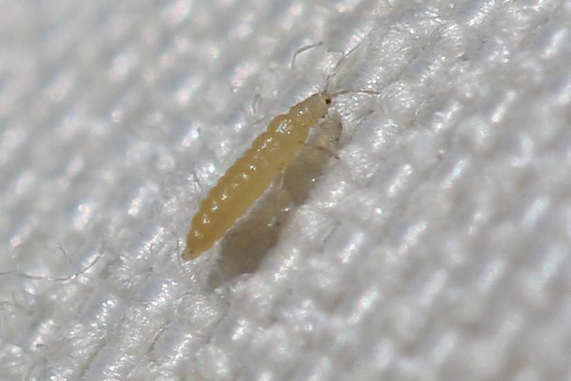 Thysanoptera Haliday, 1836