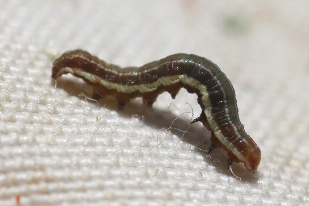 Noctuelle du Millepertuis (La) Chloantha hyperici (Denis & Schiffermüller, 1775)