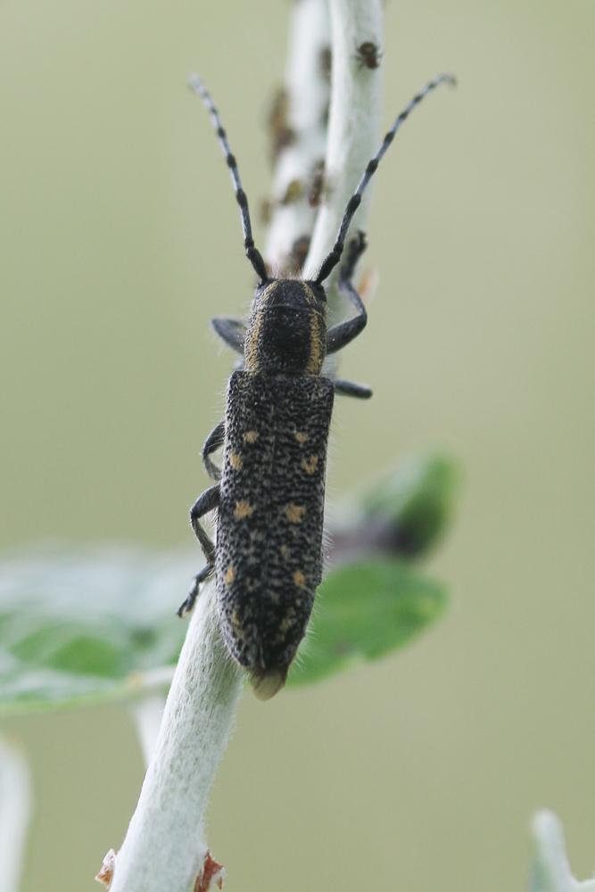 Saperda populnea (Linnaeus, 1758)